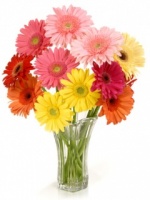 Hoa Flower